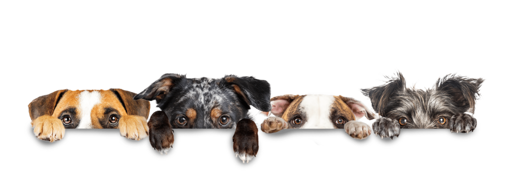 Hondentrimsalon Casto hondenbanner